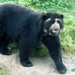 El oso andino, el gran comunicador del macizo colombiano