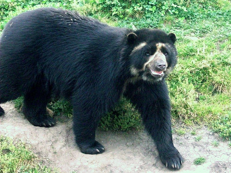 El oso andino, el gran comunicador del macizo colombiano